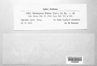 Uromyces viciae-fabae image